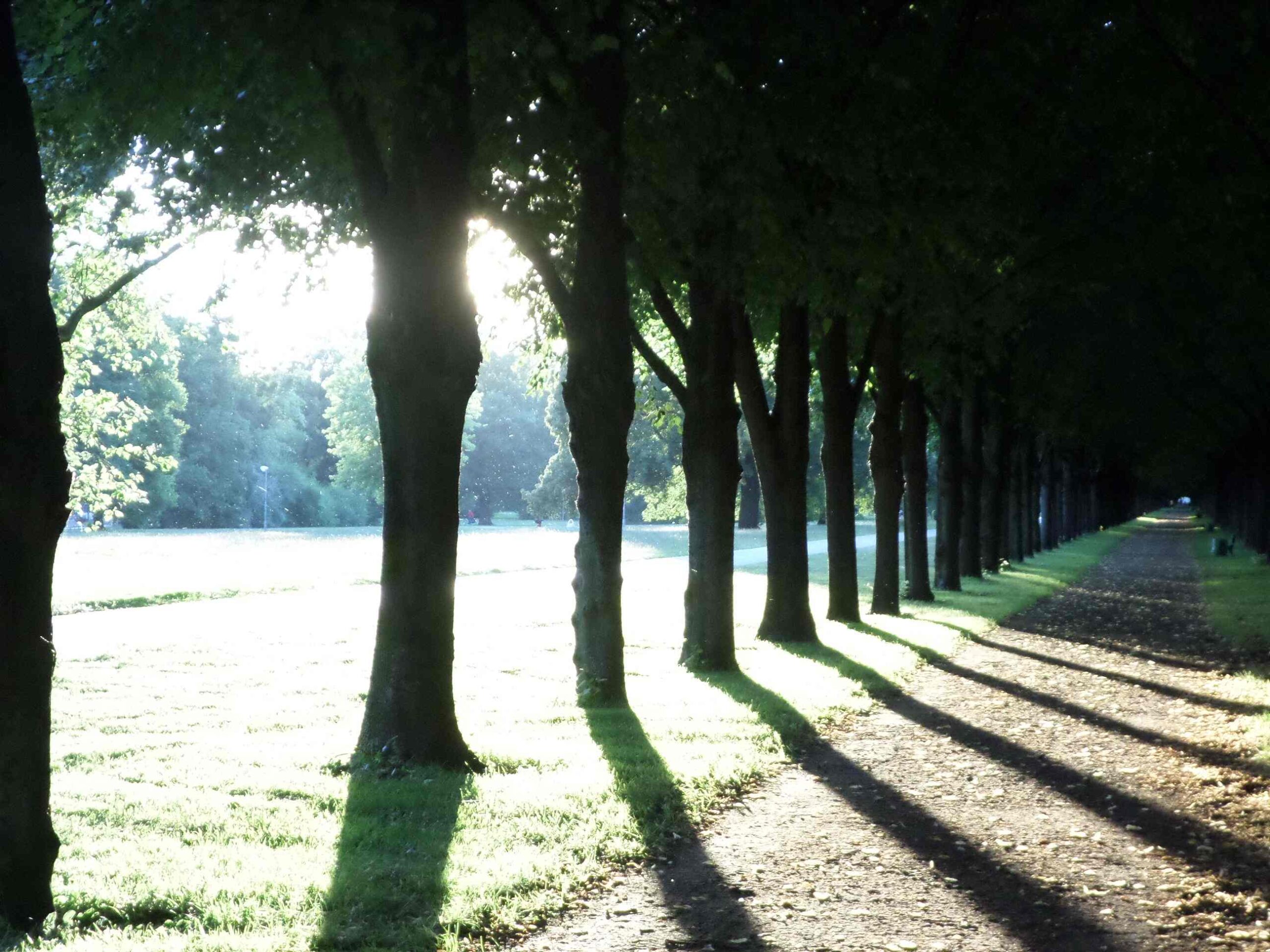 Sonnenlicht in Allee